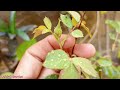 Top 5 Tips To Get More Rose Flowers | How To Care Rose Plant || Rose Plant June Care Tips UrduHindi