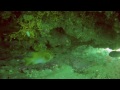Scuba Dive at Cottage by the Sea 20141213