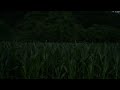 Fireflies at dusk over a Pennsylvania corn field