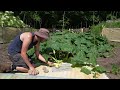 Growing Giant Pumpkins 2022 Episode 8 - Pollination, Plant Maintenance, Pumpkin Set-Up
