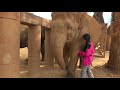 Newly rescued elephant was greeted and welcomed from the herd - ElephantNews