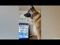 German Shepherd dog suddenly reaction to hear his favorite word🤣 Funny Dog Video