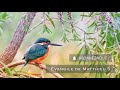 GOSPEL of MATTHEW 🙏 LISTEN to the AUDIO BIBLE (complete book)