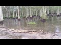 Sinkhole in Louisiana Swallows Trees - Caught on Tape 2013 | The New York Times