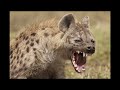 Zoologically Explained: Hyenas