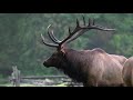 2020 Elk Rut in Cherokee, NC