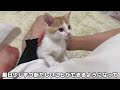 保護した生後1ヶ月の子猫たちに爪研ぎを教えてみたらまさかのこうなりました…笑