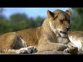 Wild Animals Of Russia 8k - Wonderful Wildlife Film With Calming Music