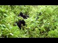 Gorilla Twins, Day 5: Hirwa Group, Rwanda