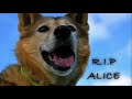 I will always be with you (A song about pet loss ) To my 3 angel dog's