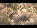Rock 194 Mule Deer in Owens Valley zone X9B Part 1
