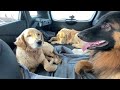 a day in the life of my 3 dogs