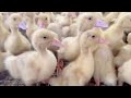 Raising Ducks - Raising Ducks For Meat And Eggs - Ducks Laying Eggs - Feeding Ducks - Duck Farm