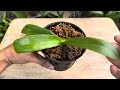 Planting an Orchid This Magical Way Will Instantly Revive It Very Easily
