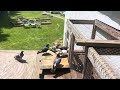 Trap time 45 seconds Pigeons love their home