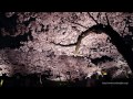 大阪城西の丸庭園 夜桜ライトアップ 2012 Cherry Blossom Night in Osaka Castle Japan