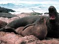 Elephant Seal Beach in Cali? Huh???