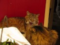 This Bobcat Thinks He's The Tiger King of the hill.  please read the video description.
