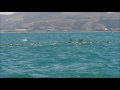 Dolphin Watching at Kaikoura (1 of 2)