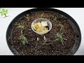 Every woman should know this technique for growing a vegetable garden in a pot (Very easy)