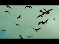 Coldplay O Fly On Extended - BEAUTIFUL BIRDS FLYING VIDEO