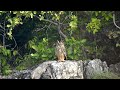 Indian eagle owl. #owls #owllovers #owl #eagleowl #viralvideo #viral