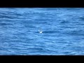 Sabine's Gull off Humboldt, CA (5.9.24)