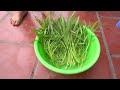 Best Solutions: Tips To Grow Water Spinach In Plastic Bottles, Fast To Harvest | Nana Garden Ideas