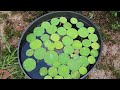 How to Grow Bonsai Lotus  (20 Day time period, sorta)