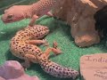 Jurassic World Dinosaurs vs My Geckos