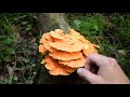 Chicken Of The Woods, Sulphur Shelf Mushroom Identification - Wild Edible Mushrooms