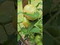 MATERS!  #tomato #farmer #farming #garden #gardening  #viralvideo #vegetable #offgrid #love