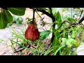 surprised with How To Grow Cashew Tree Using Aloe Vera and Egg, growing cashew at home