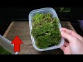 How To Collect & Prepare Moss For Terrariums