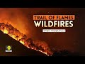 World's worst wildfires | Part 3 WION Wideangle