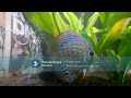 All-About Discus Fish