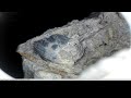 Mystery Fossil (no voiceover)