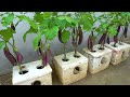 How to grow eggplants in Styrofoam containers easily and with lots of fruit