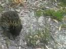 An Echidna