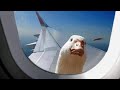 Goose looking into plane, with low quality funky town