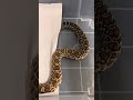 Episode 193 0.1 Double Het SW hypo Miami axanthic Bullsnake