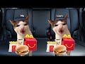 Cat Memes Road Trip Compilation Full