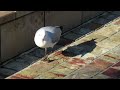 A seagull eating some mystery brown stuff