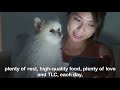 10 Things I Wish I Knew Before Getting a Pomeranian 😱