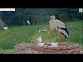 3/3: Uncle Jonas decides to ignore Johanka but Aunty Vejirka the goose keeps a sharp eye on everyone