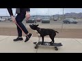 Teaching Your Boston To Skate Board! (Misti & Abbey)