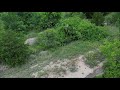 Bobcat Vs Coyote captured by Drone