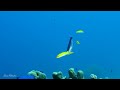 The Best 4K Aquarium for Relaxation II 🐠 Relaxing Oceanscapes - Sleep Meditation 4K UHD