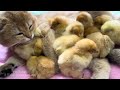 The kitten is a qualified mother of a chick, the daily life of the chick and the kitten