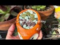 Potting up Lithops “Living Stones “